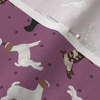 Polka Dot Boer Goat - Purple