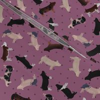 Polka Dot Belted Pig - Purple