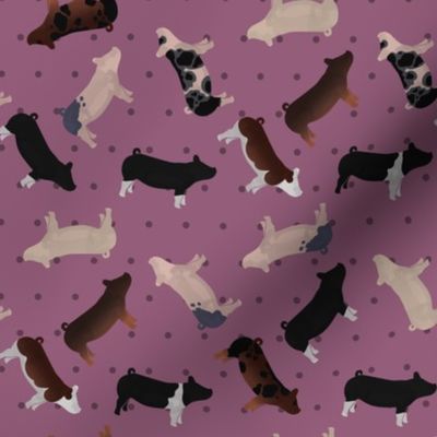 Polka Dot Belted Pig - Purple