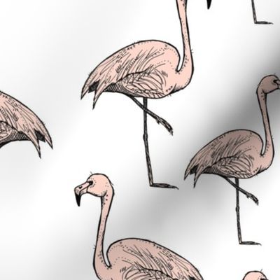 Pink Flamingos on White Background - Larger Size