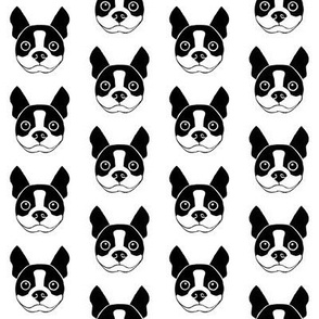 boston-terrier faces