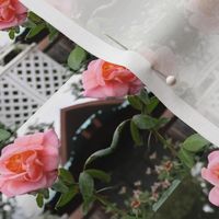 Trellised Pink Roses - half brick repeat