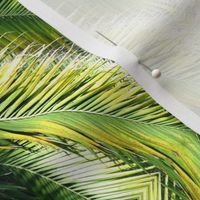 Palm frond mirror image
