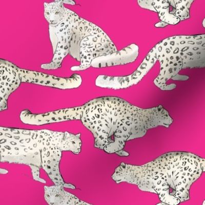 Snow Leopards on Magenta