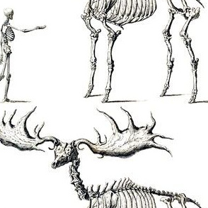 skulls bones skeletons anatomy gothic death vintage monochrome black white antique humans adults moose deer animals antlers horns elk 