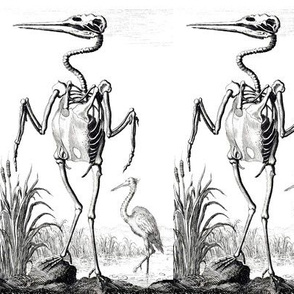 skeletons skulls birds anatomy anatomical studies cranes storks herons  egrets cattails plants grasses rivers lakes marshes monochrome black white vintage