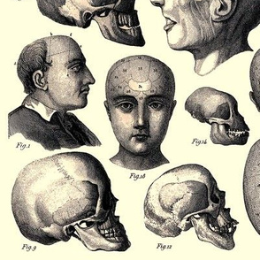 skulls skeletons anatomy anatomical studies portraits humans man side men profiles vintage antiques