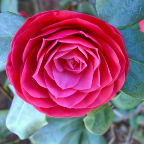 Camellia flower