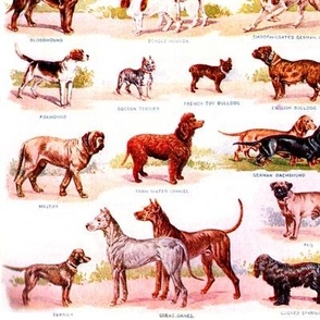 dogs puppy puppies identification charts Gordon setter Irish setter English Setter Yorkshire Terrier Greyhound Grayhound Russian Wolfhound Italian Greyhounds Bull Terriers English Pointers Scottish Deerhounds Rough Coated German Pointer Black and Tan Terr