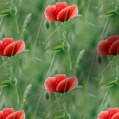 red poppy