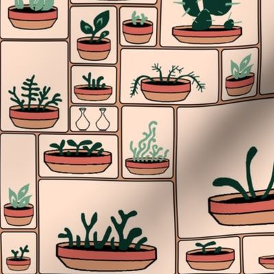 Succulents Nursery