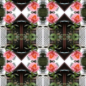 Trellised Pink Roses Reflected, M