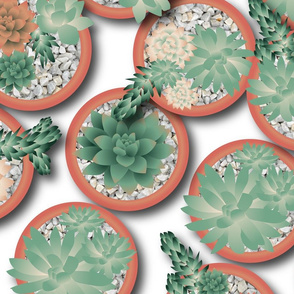 succulents