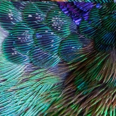 Close-up: Feathers & Fronds, a friendship