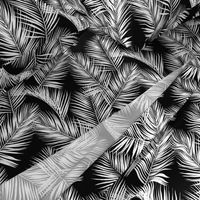 palm leaves - white on black, silhuettes tropical forest black white simple hot summer palm plant tree leaves fabric wallpaper giftwrap