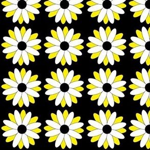 Daisy, White and yellow daisies on black