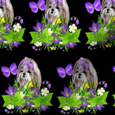 Shihtzu black