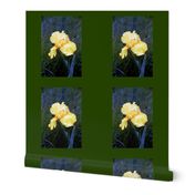 YELLOW_IRIS_ON_GREEN PILLOW