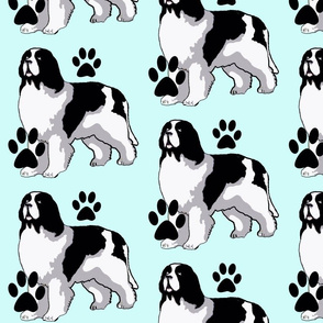 Landseer Newfoundland dog with paw prints