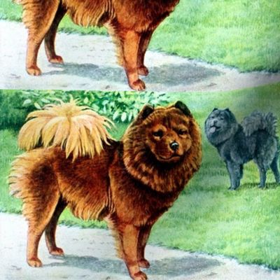 dogs chow chow vintage retro kitsch whimsical pedigree grass