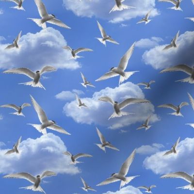 terns in the sky - the birds