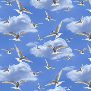 terns in the sky - the birds