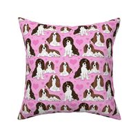 Cavalier King Charles Spaniel on pink 6x6