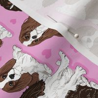 Cavalier King Charles Spaniel on pink 6x6 sideways