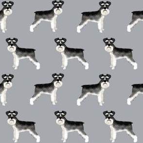 Schnauzer black and white dog plain grey