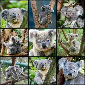 koala bear