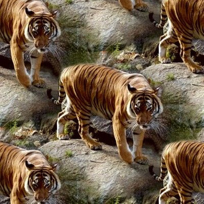 tiger on the rocks