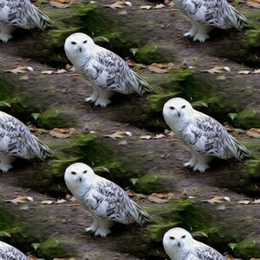snowy owl, oil painting effect