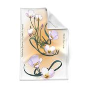 tea towel flowers mariposa sego lily flora desert