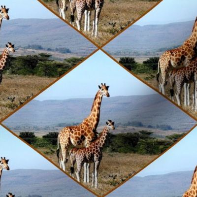 giraffe in africa