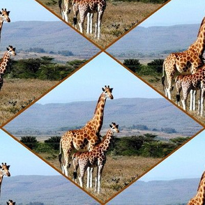 giraffe in africa