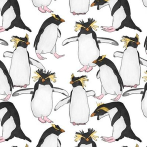 Rockhopper Penguins on White