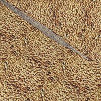 Russian rice grains