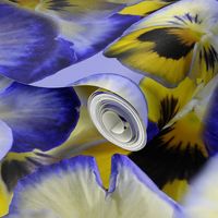 Blueand Yellow Pansies