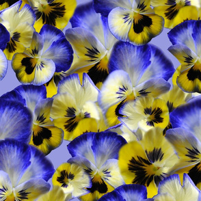 Blueand Yellow Pansies