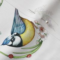  Paridae Pattern 