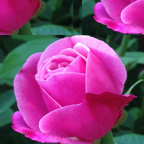 Luminous pink rose