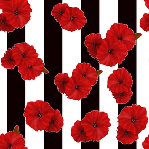 Red scarlet anemones on a striped black and white background