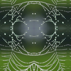spider web and dew