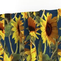 Sunflowers on Dark Blue