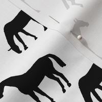 Elegant Black Horses on White