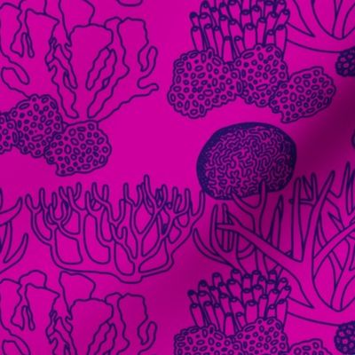 Coral (purple on pink)