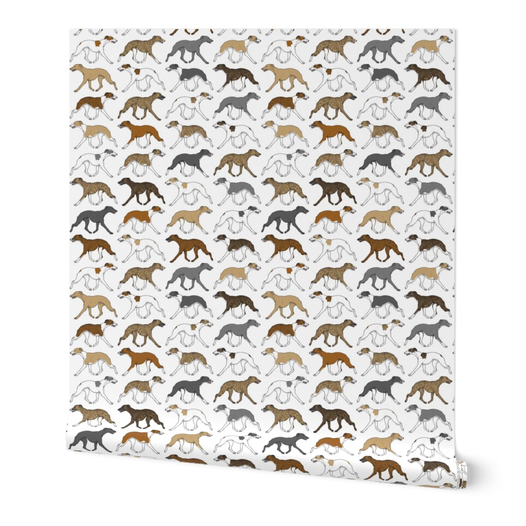 Trotting Whippet border - white