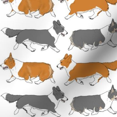 Trotting Welsh Corgi border - white