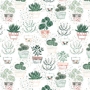 Simply Succulents - © Lucinda Wei