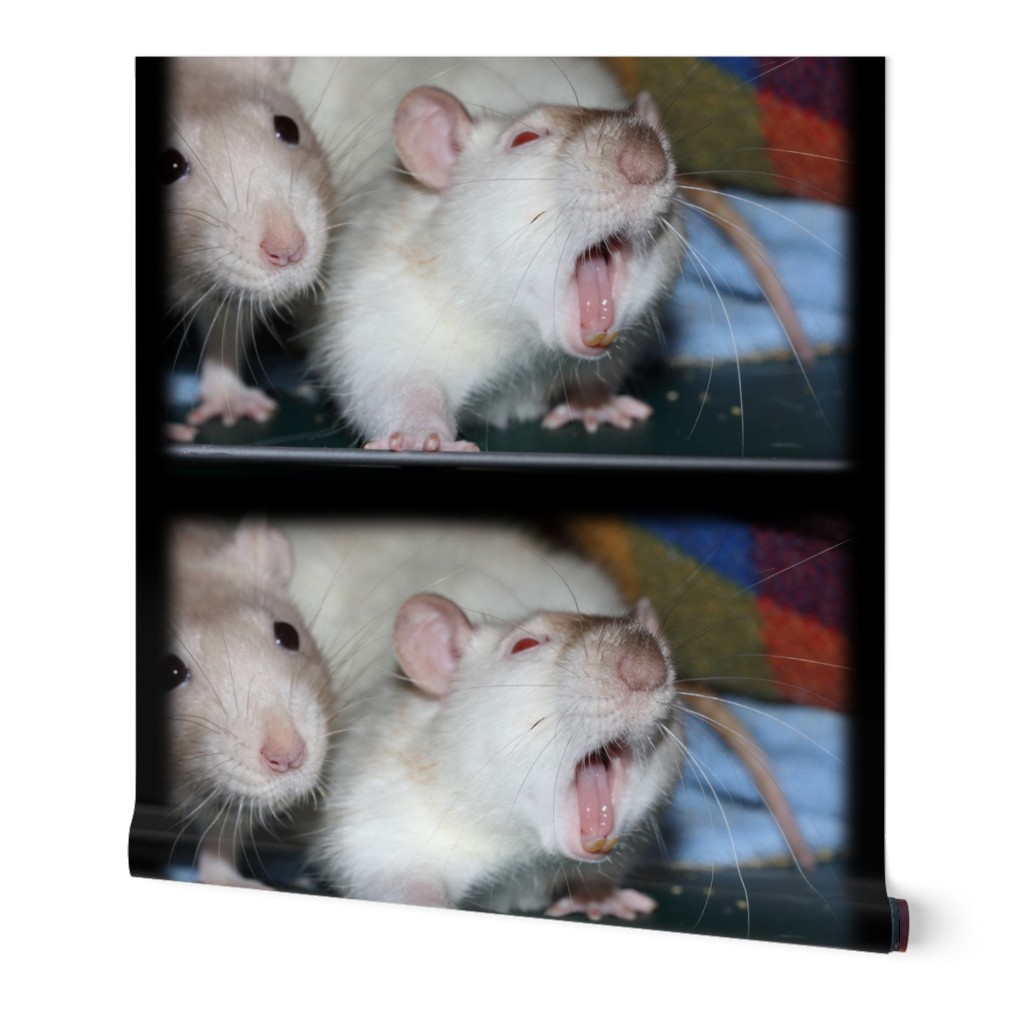 Yawning Fancy Rat, smaller print